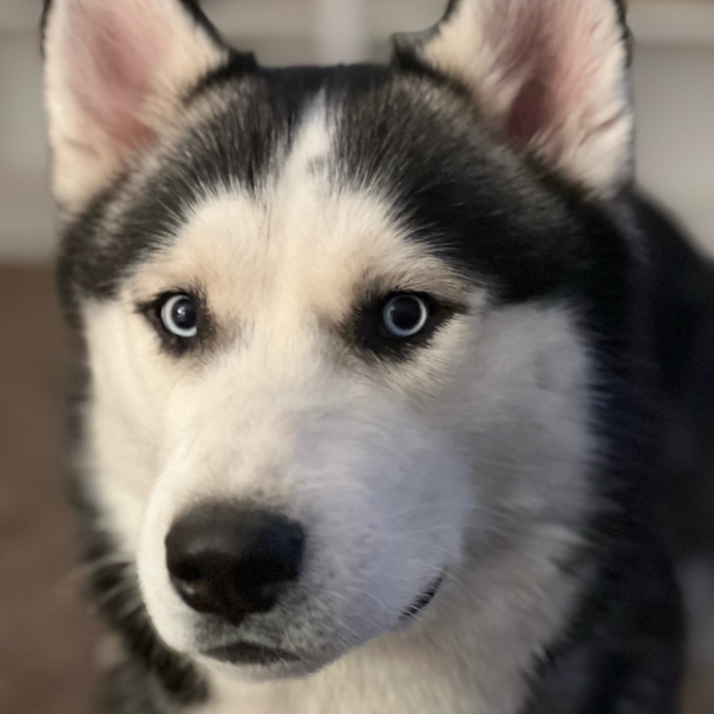 Meet your Posher, Mileena